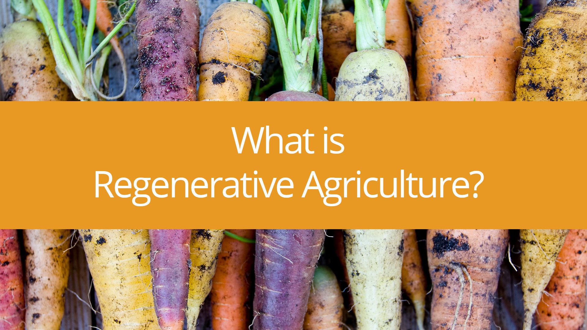 feature image for regenerative ag video