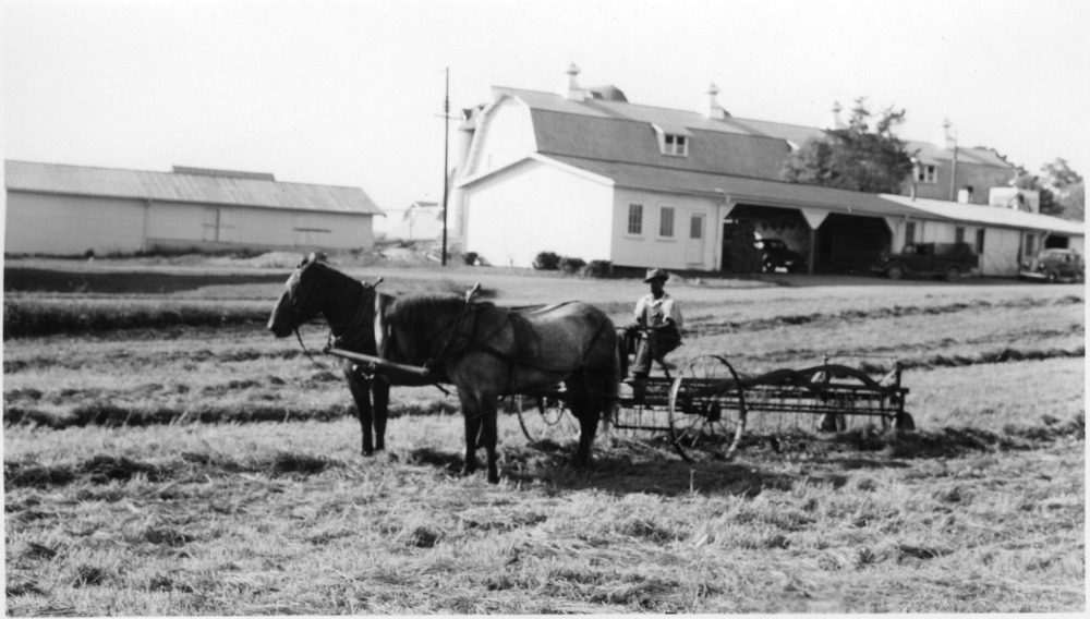 Black farmer harvesting hay in Rougemont, 1939. Courtesy NCSU Libraries’ Digital Collections: Rare and Unique Materials, Agricultural Extension and Research services (UA023.007).