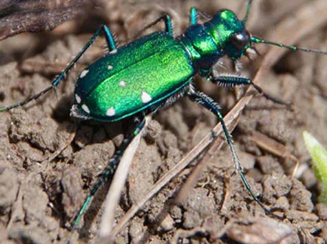 not all of the nearly 2,000 species of ground beetles found in North America will thrive under climate change